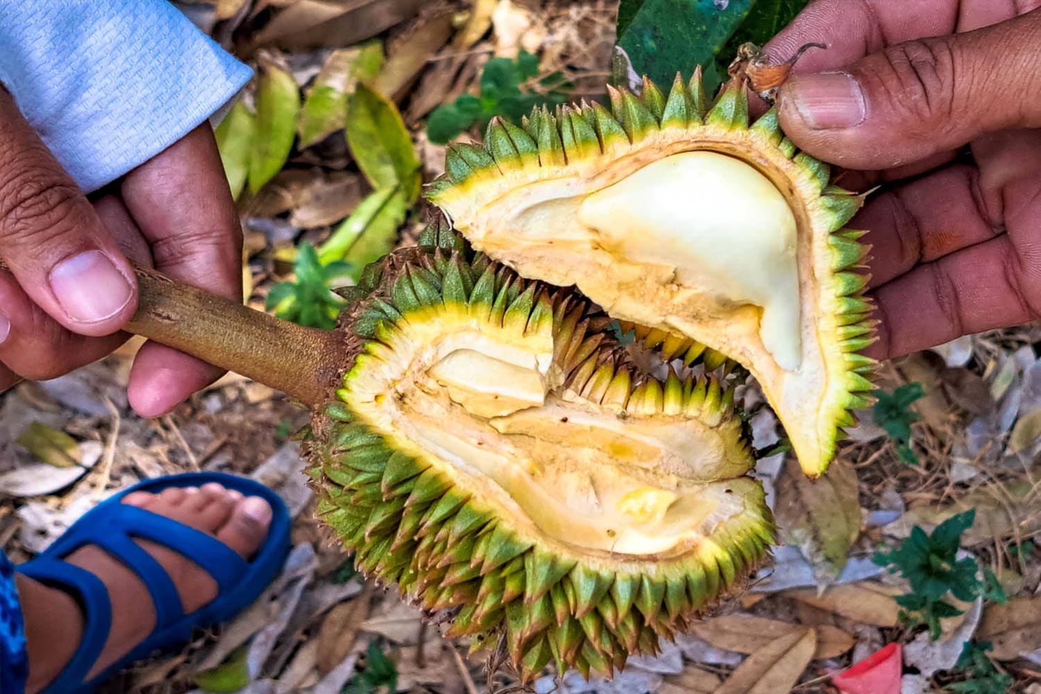 koh samui hors des sentiers battus en 4x4