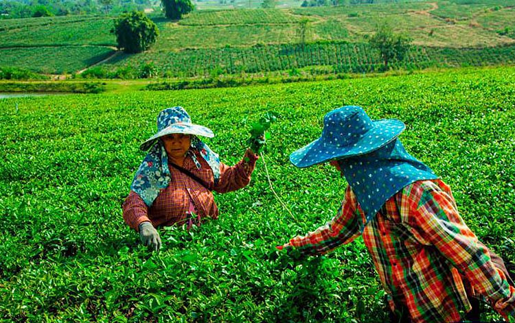 discover northern thailand off the beaten tracks image 12