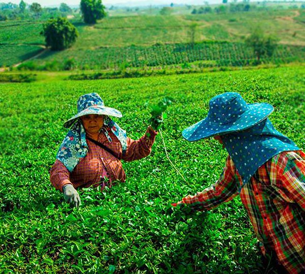 thaïlande du nord au sud: special juillet-août img 4