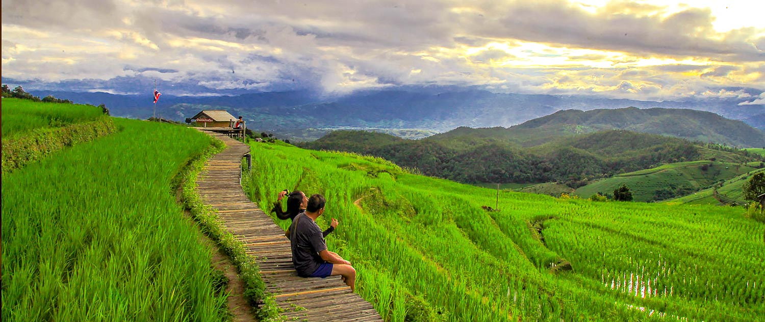 rice fields thailand